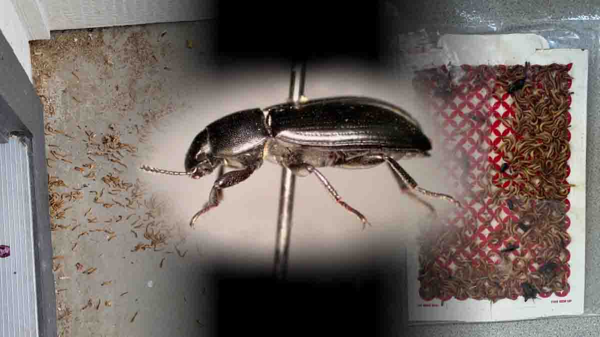 A rare beetle found in Idaho.