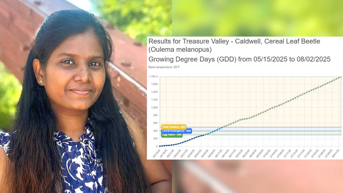 Portrait of a woman and a chart of results for Treasure Valley for Cereal leaf beetle.