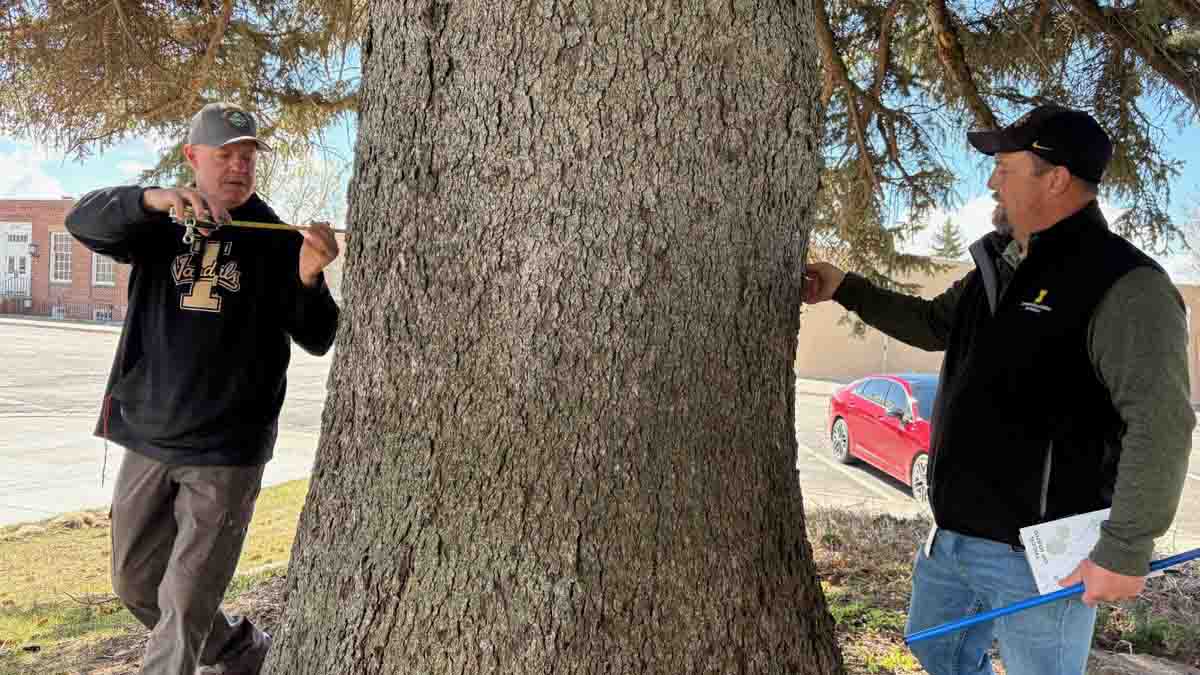 Two men on each side of a very large tree.