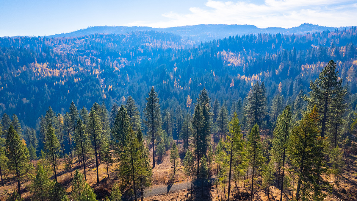 Aerial image of trees against the mountains.