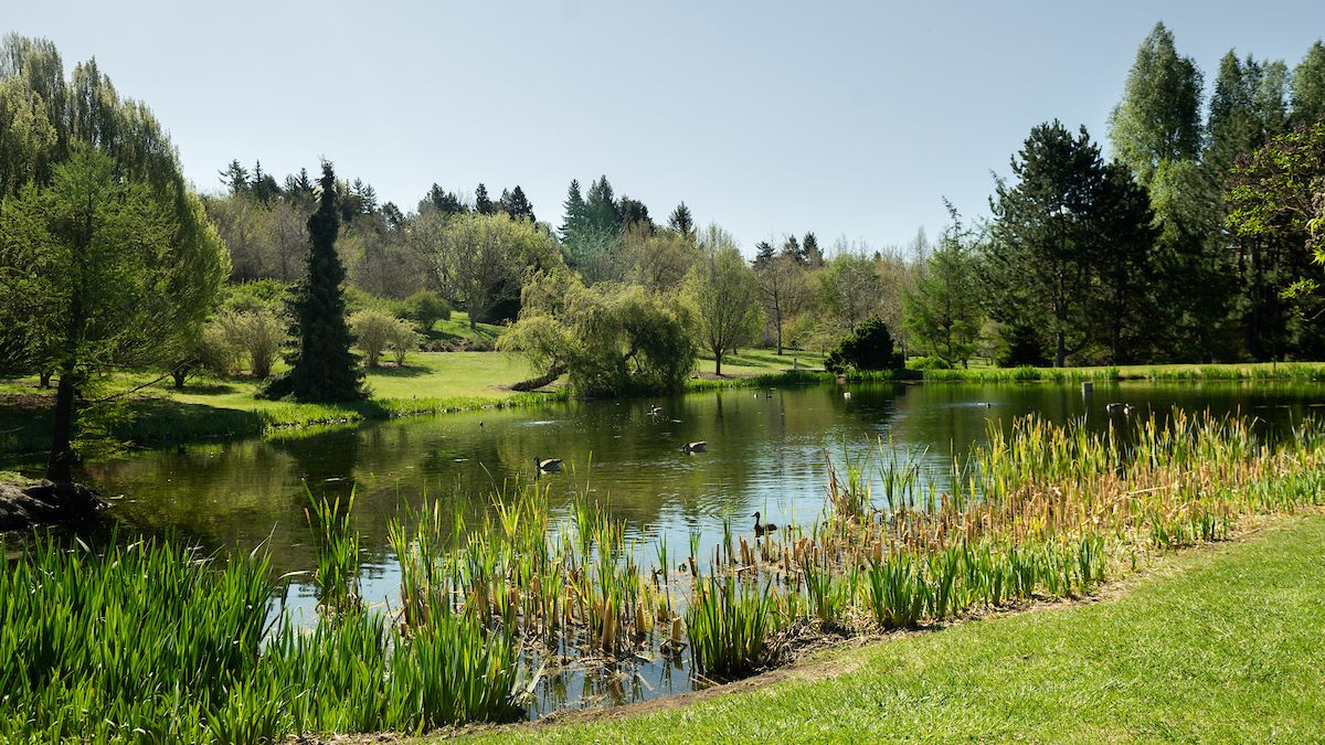 UIdaho Arboretum duck pond in spring.