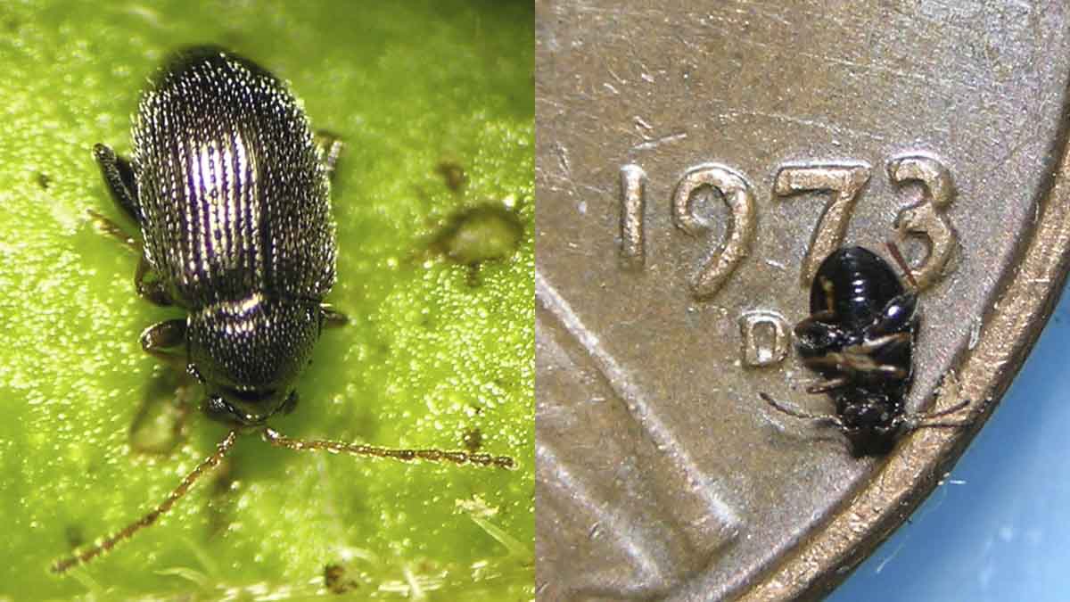 Tuber flea beetle adult
