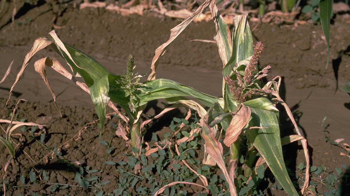 Sweet corn plants afflicted with High Plains Virus